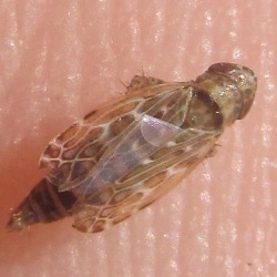 Recilia horvathi